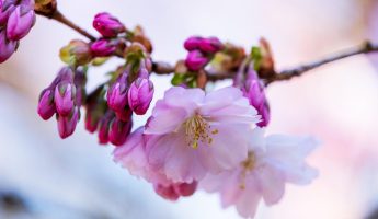Natuurlijke rust bij Stemkracht Assen voor stembevrijding bij stress